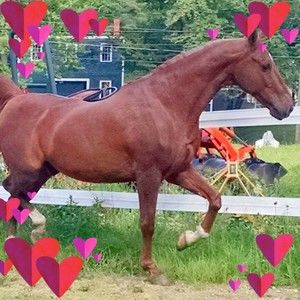 Meet your Posher, Joyce